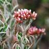 Fotografia 1 da espécie Ozothamnus rosmarinifolius do Jardim Botânico UTAD