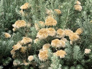 Fotografia da espécie Ozothamnus rosmarinifolius