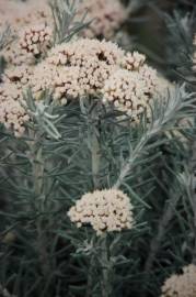 Fotografia da espécie Ozothamnus rosmarinifolius