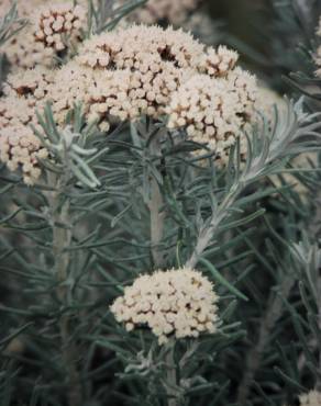 Fotografia 3 da espécie Ozothamnus rosmarinifolius no Jardim Botânico UTAD