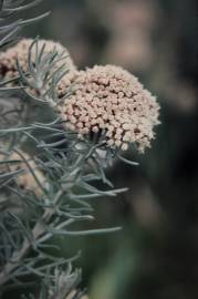 Fotografia da espécie Ozothamnus rosmarinifolius