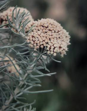 Fotografia 4 da espécie Ozothamnus rosmarinifolius no Jardim Botânico UTAD