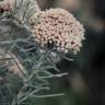 Fotografia 4 da espécie Ozothamnus rosmarinifolius do Jardim Botânico UTAD