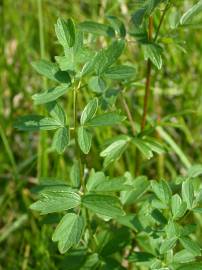 Fotografia da espécie Thalictrum flavum subesp. costae