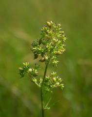 Thalictrum flavum subesp. costae