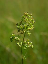 Fotografia da espécie Thalictrum flavum subesp. costae