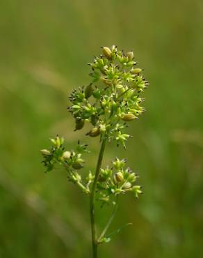 Fotografia 1 da espécie Thalictrum flavum subesp. costae no Jardim Botânico UTAD