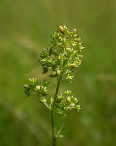 Fotografia de capa Thalictrum flavum subesp. costae - do Jardim Botânico