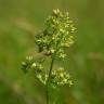 Fotografia 1 da espécie Thalictrum flavum subesp. costae do Jardim Botânico UTAD