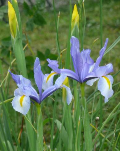 Fotografia de capa Iris x hollandica - do Jardim Botânico