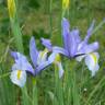 Fotografia 1 da espécie Iris x hollandica do Jardim Botânico UTAD