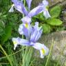Fotografia 2 da espécie Iris x hollandica do Jardim Botânico UTAD