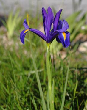 Fotografia 3 da espécie Iris x hollandica no Jardim Botânico UTAD