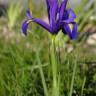 Fotografia 3 da espécie Iris x hollandica do Jardim Botânico UTAD