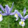 Fotografia 4 da espécie Iris x hollandica do Jardim Botânico UTAD