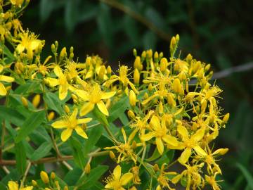 Fotografia da espécie Hypericum canariense