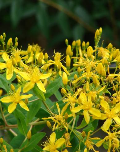 Fotografia de capa Hypericum canariense - do Jardim Botânico