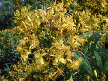 Fotografia da espécie Hypericum canariense