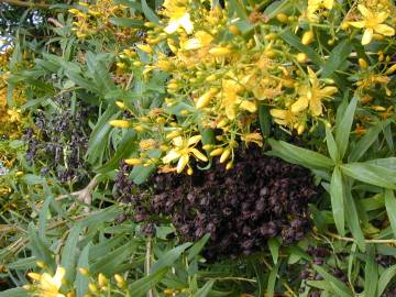 Fotografia da espécie Hypericum canariense