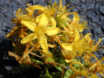 Fotografia da espécie Hypericum canariense