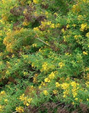 Fotografia 8 da espécie Hypericum canariense no Jardim Botânico UTAD