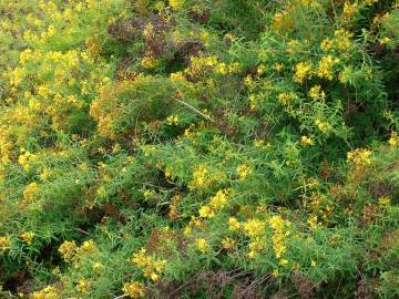 Fotografia da espécie Hypericum canariense