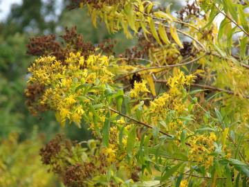 Fotografia da espécie Hypericum canariense