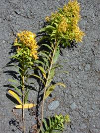 Fotografia da espécie Hypericum canariense