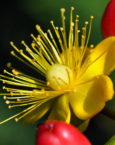 Fotografia de capa Hypericum x inodorum - do Jardim Botânico