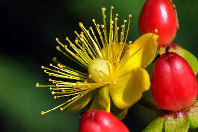 Fotografia da espécie Hypericum x inodorum