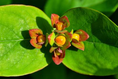 Fotografia da espécie Hypericum x inodorum