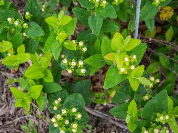 Fotografia da espécie Hypericum x inodorum