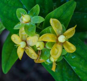 Fotografia da espécie Hypericum x inodorum