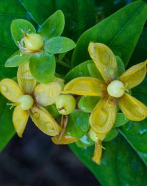 Fotografia 6 da espécie Hypericum x inodorum no Jardim Botânico UTAD