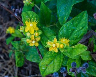 Fotografia da espécie Hypericum x inodorum