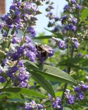 Fotografia da espécie Vitex agnus-castus