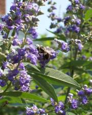 Fotografia da espécie Vitex agnus-castus