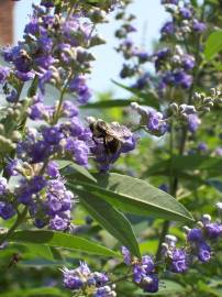 Fotografia da espécie Vitex agnus-castus