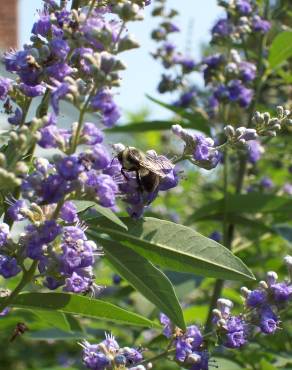 Fotografia 1 da espécie Vitex agnus-castus no Jardim Botânico UTAD