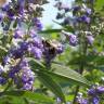 Fotografia 1 da espécie Vitex agnus-castus do Jardim Botânico UTAD