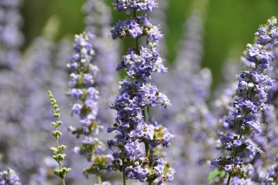 Fotografia da espécie Vitex agnus-castus