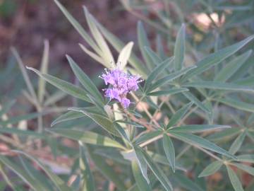 Fotografia da espécie Vitex agnus-castus