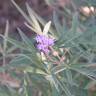 Fotografia 3 da espécie Vitex agnus-castus do Jardim Botânico UTAD