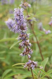 Fotografia da espécie Vitex agnus-castus