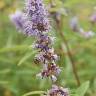 Fotografia 4 da espécie Vitex agnus-castus do Jardim Botânico UTAD