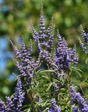 Fotografia 5 da espécie Vitex agnus-castus no Jardim Botânico UTAD