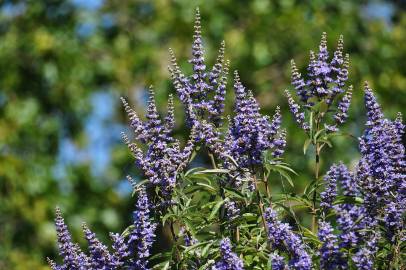 Fotografia da espécie Vitex agnus-castus