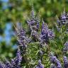 Fotografia 5 da espécie Vitex agnus-castus do Jardim Botânico UTAD