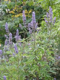 Fotografia da espécie Vitex agnus-castus