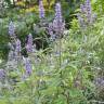 Fotografia 6 da espécie Vitex agnus-castus do Jardim Botânico UTAD